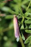 Oncocera semirubella