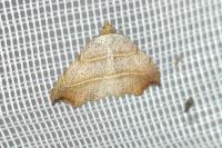 Laspeyria flexula
