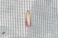 Oncocera semirubella