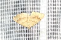 Camptogramma bilineata