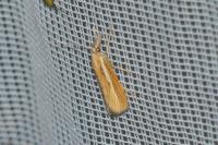 Agriphila tristella