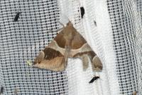 Dysgonia algira