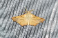 Ennomos fuscantaria
