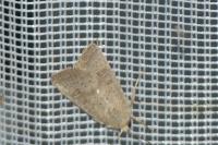 Hoplodrina ambigua