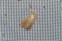 Mythimna albipuncta