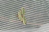 Colostygia pectinataria
