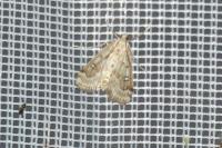 Parapoynx stratiotata