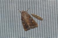 Lacanobia oleracea