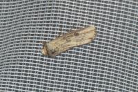 Axylia putris