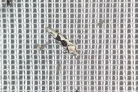 Ypsolopha sequella