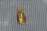 Diachrysia chrysitis