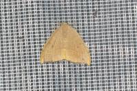 Watsonalla binaria