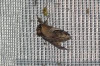 Notodonta ziczac