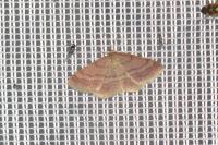 Scopula rubiginata