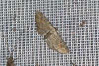 Eupithecia icterata