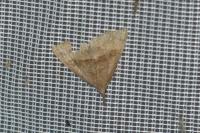 Hypena proboscidalis