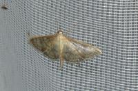 Patania ruralis