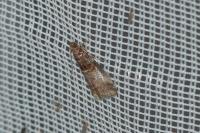 Acrobasis advenella