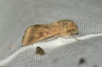 Helicoverpa armigera