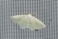 Campaea margaritaria