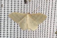 Idaea straminata
