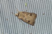 Agrotis exclamationis exclamationis