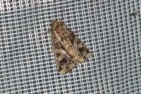 Sideridis rivularis