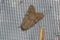 Luperina testacea
