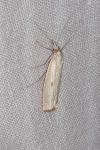 Agriphila geniculea