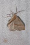 Scotopteryx luridata/mucronata