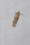 Eucosma