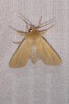 Mythimna pallens