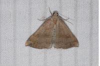 Hypena proboscidalis