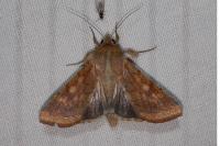 Helicoverpa armigera