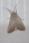 Hoplodrina ambigua