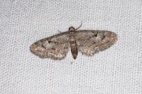 Eupithecia pusillata