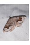 Scotopteryx moeniata