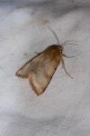 Heliothis viriplaca