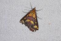 Pyrausta purpuralis