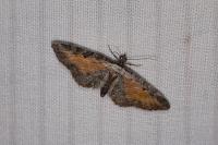 Eupithecia icterata