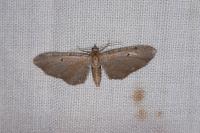 Eupithecia absinthiata