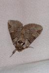 Drymonia obliterata