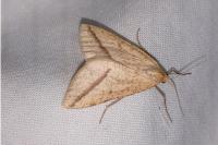 Aspitates gilvaria