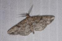 Peribatodes rhomboidaria rhomboidaria