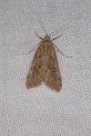 Parapoynx stratiotata