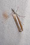 Agriphila latistria