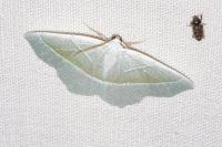 Campaea margaritaria