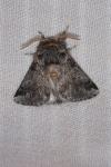 Thaumetopoea processionea