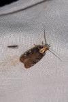 Agonopterix liturosa