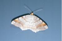 Macaria liturata